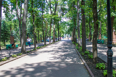 Road amidst trees