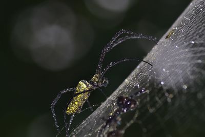 Close-up of spider web