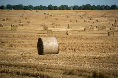 Hay bales on field