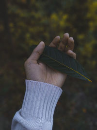 Close-up of hand holding leaves