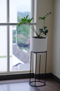 Potted plant on table by window at home