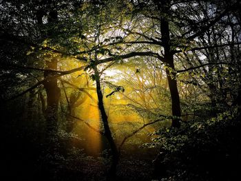 Silhouette trees in forest