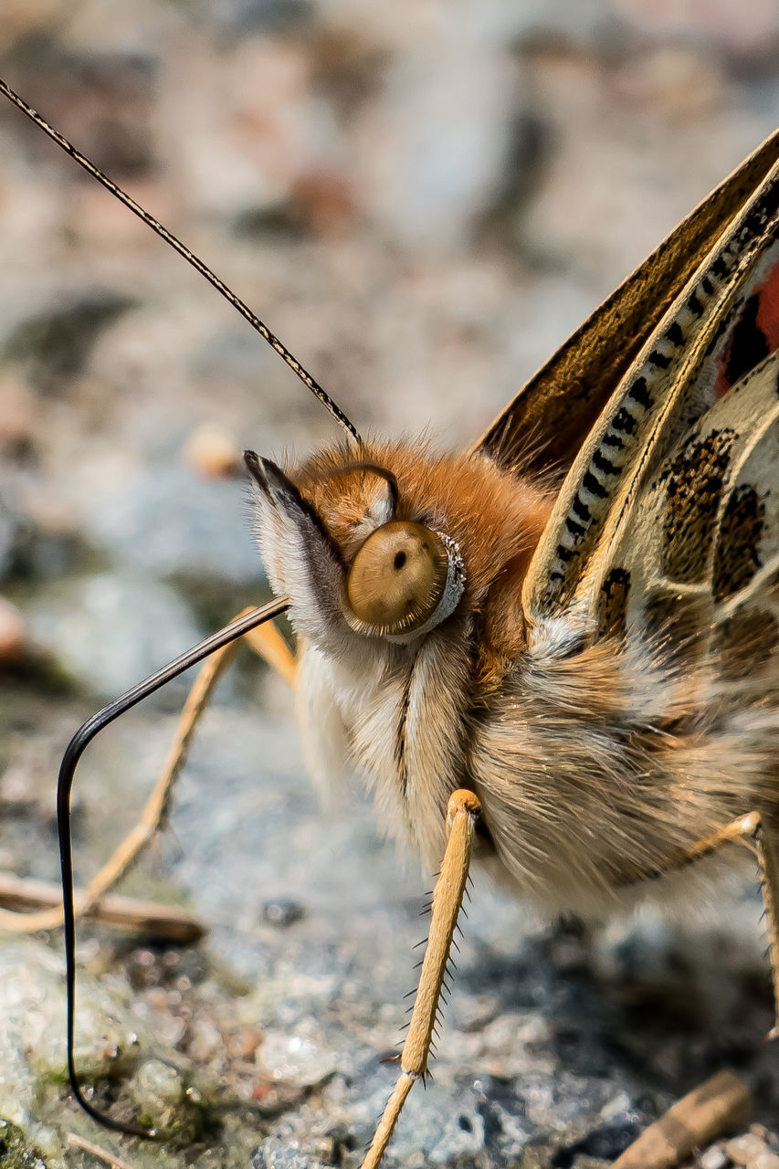 animal, animal themes, nature, animal wildlife, wildlife, one animal, insect, macro photography, close-up, animal body part, butterfly, no people, focus on foreground, outdoors, portrait, day