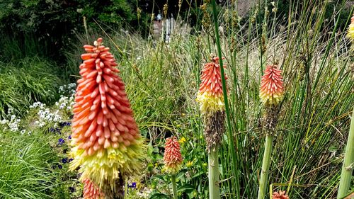 Close-up of red flowering plants on field