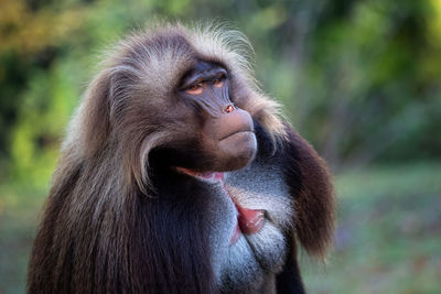 Alpha male of gelada baboon - theropithecus gelada, beautiful ground primate. monkey shows big teeth