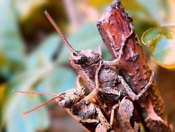 Close-up of insect on plant