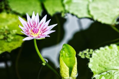 Close-up of lotus water lily in pond