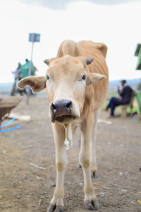 Portrait of cow