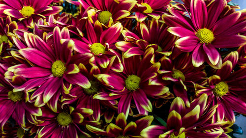 Close-up of pink flowering plants