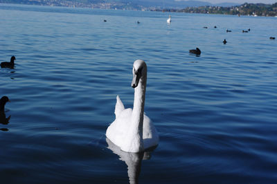 Swans swimming in lake