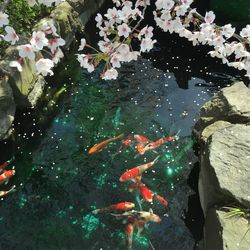 High angle view of koi carps swimming in water