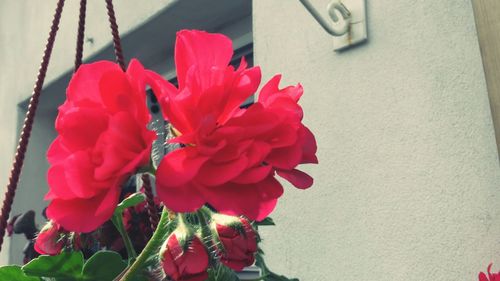 Low angle view of red flowers