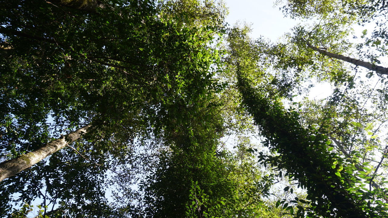 tree, nature, growth, forest, low angle view, green color, beauty in nature, outdoors, day, no people, tranquility, branch, tranquil scene, scenics, tree trunk, bamboo - plant, sky, freshness