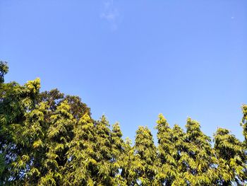 Low angle view of plants against clear blue sky