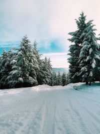 Trees on snow covered field against sky