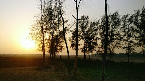 Trees on field against sky during sunset