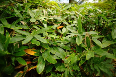 Full frame shot of fresh green plants