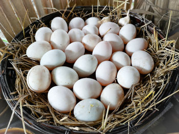 High angle view of eggs in nest