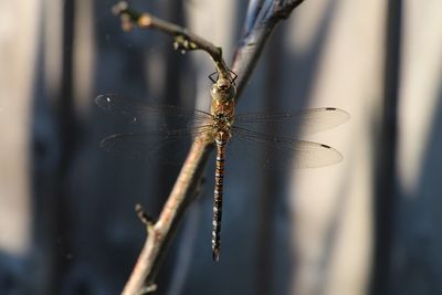 Close-up of dragonfly on twig