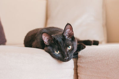 Little adorable black kitten is resting on a beige sofa.