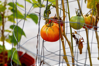 Close-up of orange fruits hanging on plant