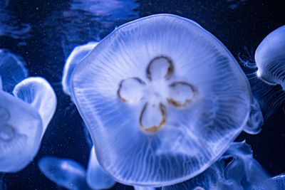 Close-up of jellyfish swimming in sea