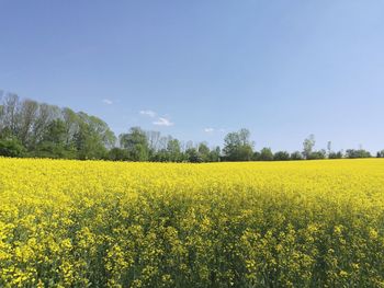 Scenic view of oilseed rape field against sky