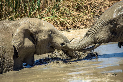 Rare view of  baby elephant loxodonta africana taking a mud bath addo national park, south africa