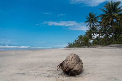 Scenic view of palm trees on beach against blue sky