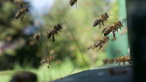 Close-up of bees flying