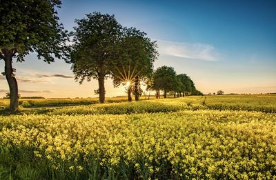 Scenic view of field against sky