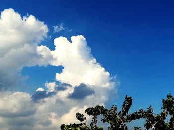 Low angle view of trees against blue sky