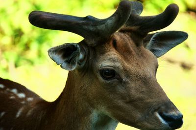 Close-up of deer