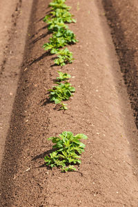 Potato plants in the soil