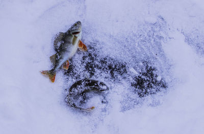 High angle view of snow covered field