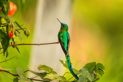 Close-up of bird perching on branch