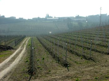 View of vineyard against sky