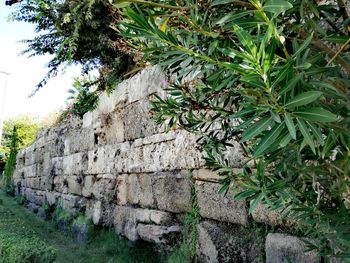 Palm tree by retaining wall