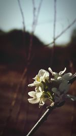 Close-up of white cherry blossom