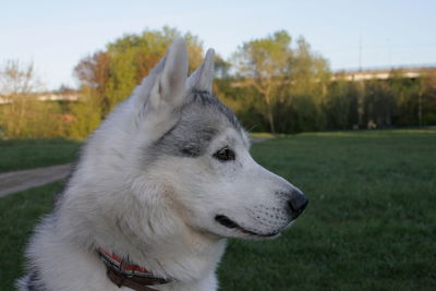 Close-up of dog on field against sky