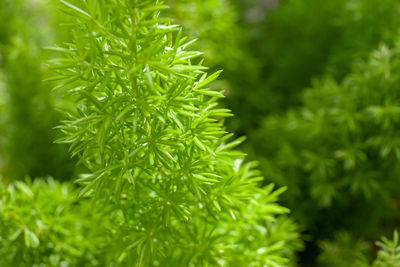 Close-up of pine tree