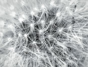 Full frame shot of spider web