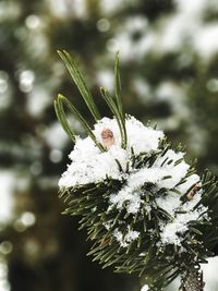 Close-up of insect on white flower