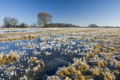 Scenic view of field against clear sky during winter