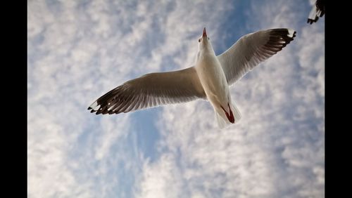 Low angle view of seagulls flying against cloudy sky