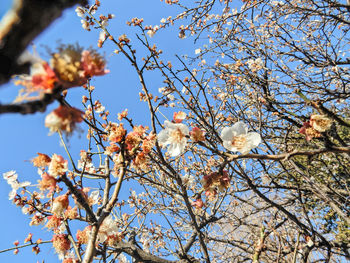 Low angle view of bird perching on tree against sky