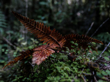 Close-up of butterfly on leaf