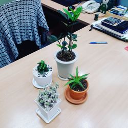 High angle view of potted plants on table at home