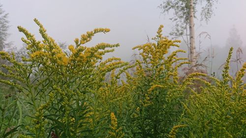 Close-up of flowering plants against trees