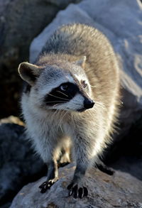 Close-up of raccoon